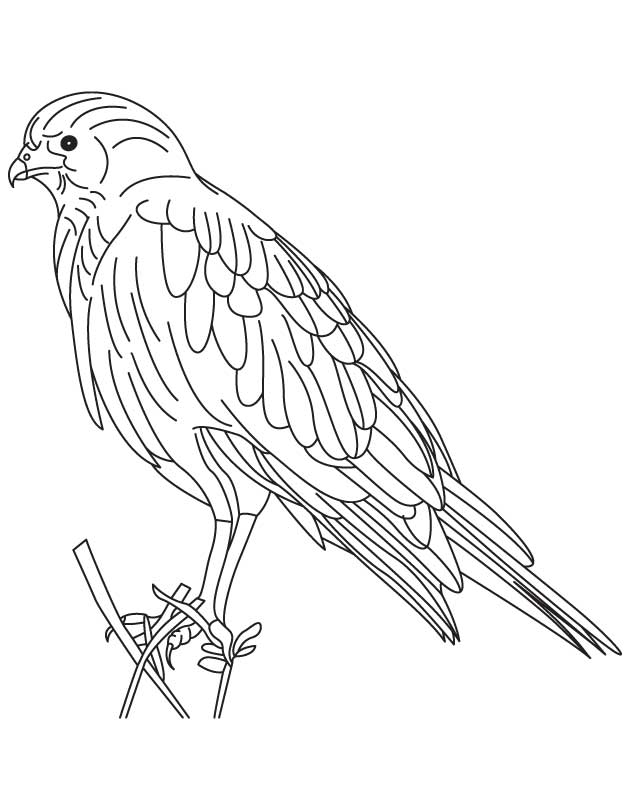 Hawk coloring pages