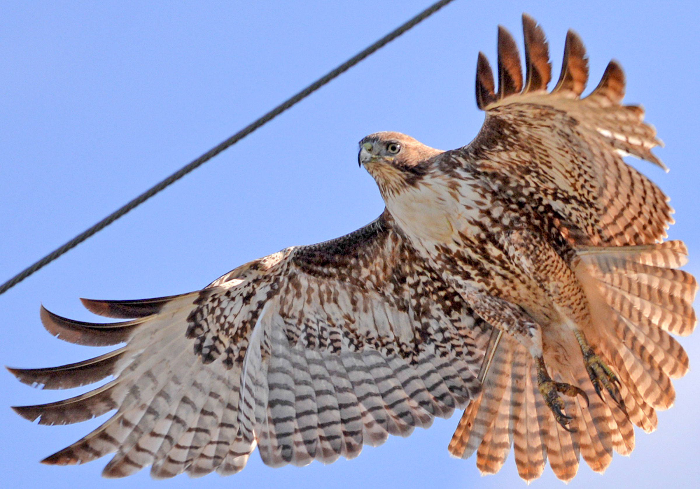 Happiness is hawkwatching