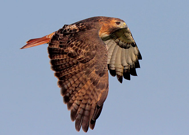 Living on earth birdnote freeway hawks