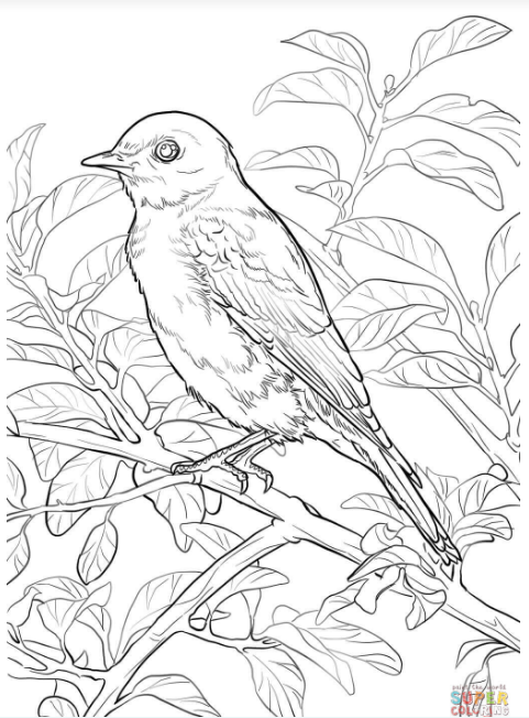 Bird coloring pages