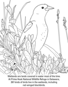 Blackbird coloring pages free coloring pages