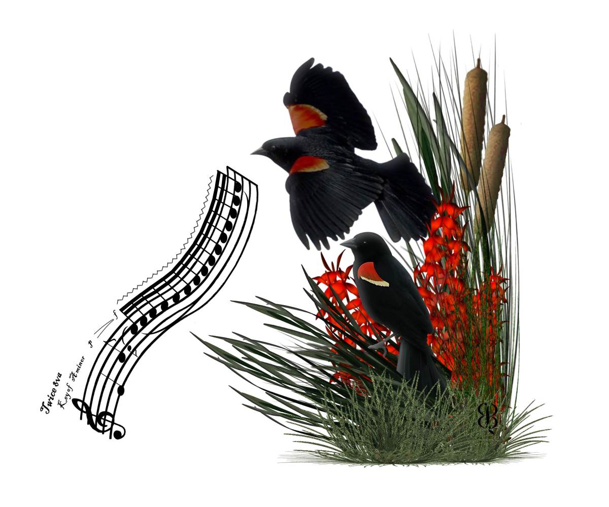 Red wing blackbird â avian note art