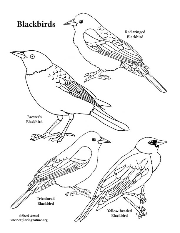 Blackbirds coloring page