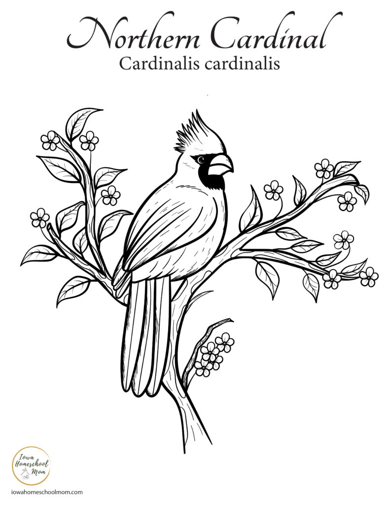 North american songbird coloring pages free printables