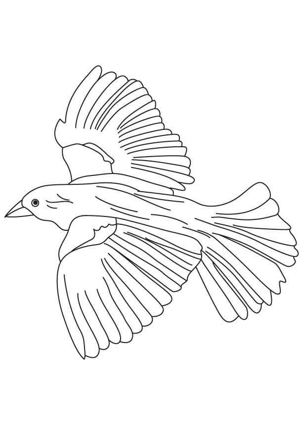 Flying blackbird coloring page bird coloring pages fish coloring page black bird