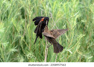 Red winged blackbird images stock photos d objects vectors