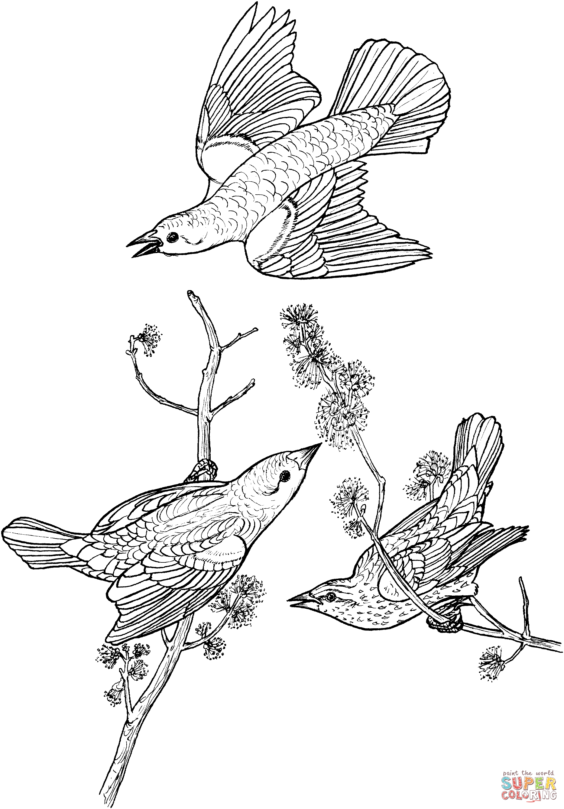 Red winged blackbirds coloring page free printable coloring pages