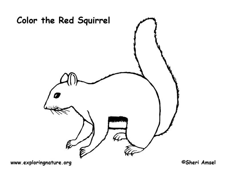 Squirrel red coloring page