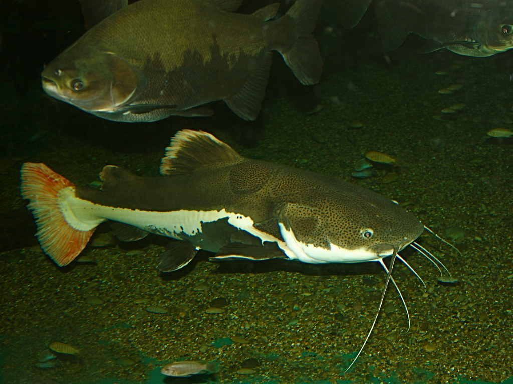 Download Free 100 + redtail catfish Wallpapers