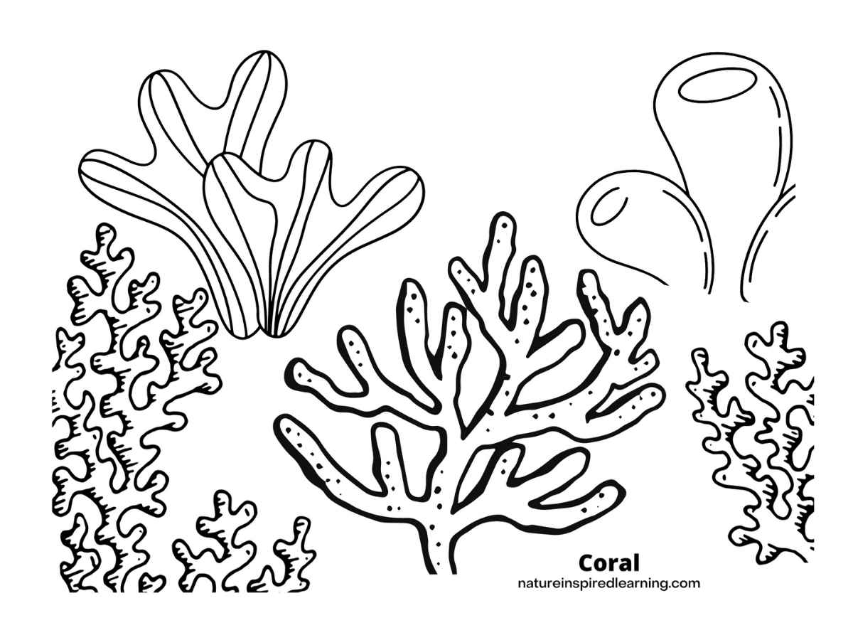 Coral reef coloring pages for kids