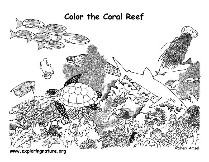 Coral reef labeled coloring page coral reef pictures coral reef drawing super coloring pages