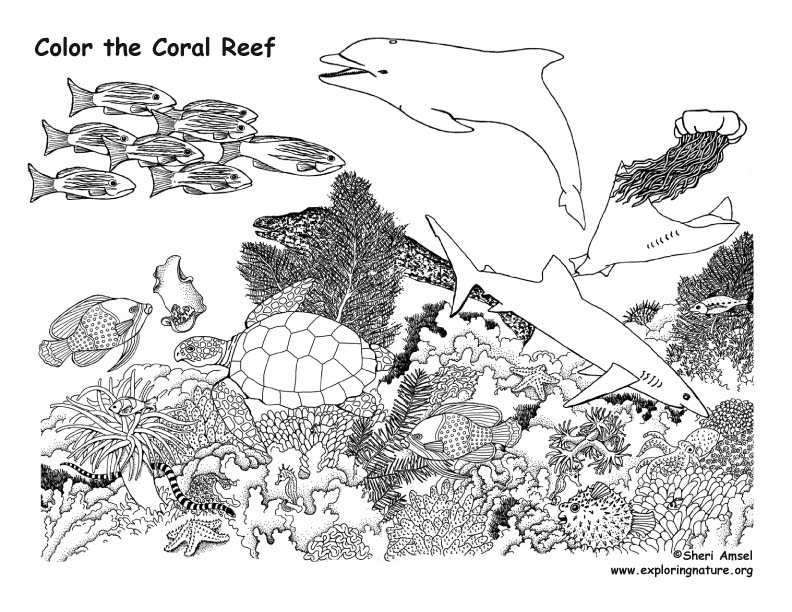 Coral reef coloring page