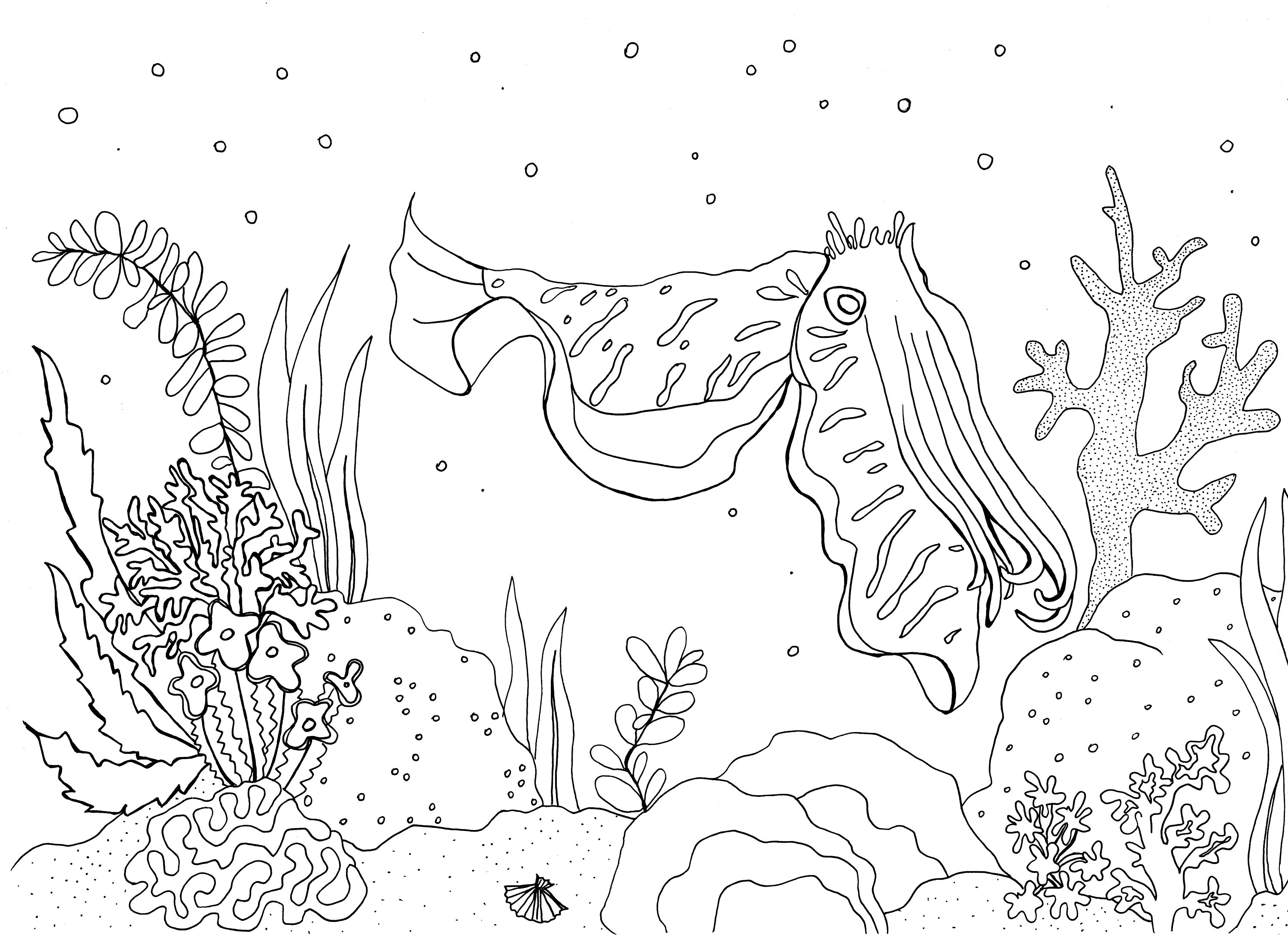 Cuttlefish coral reef colouring page