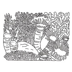 Top coral coloring pages for toddler