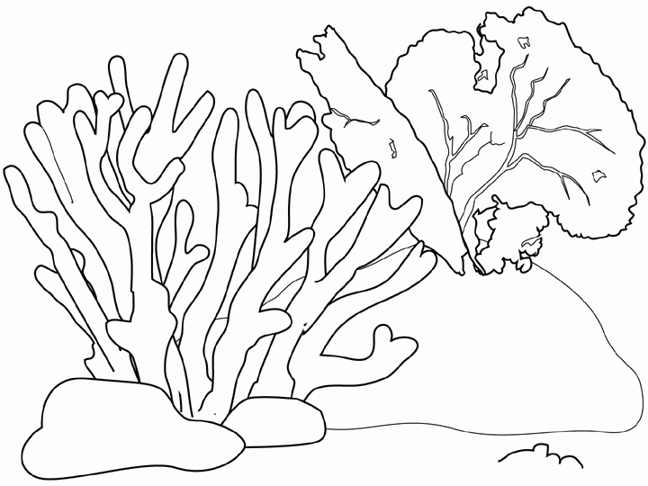 Coral coloring pages