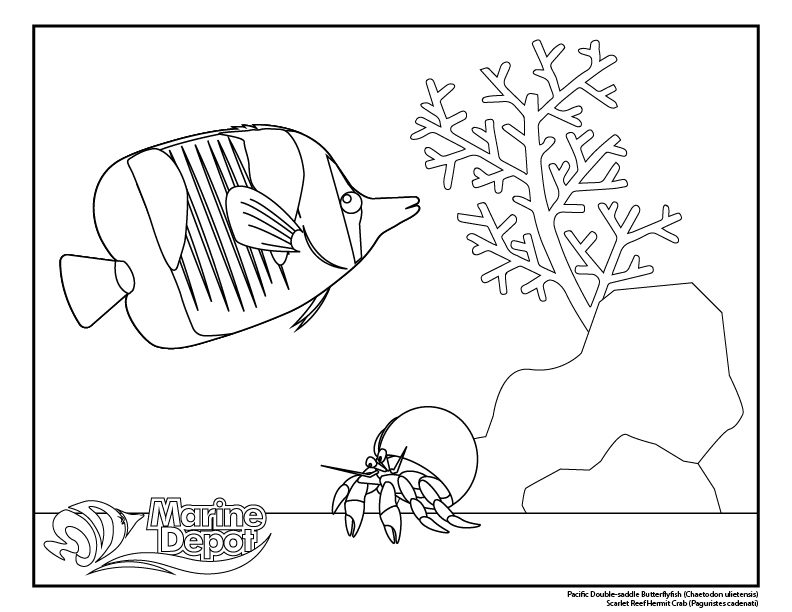 Free reef coloring pages for your kids