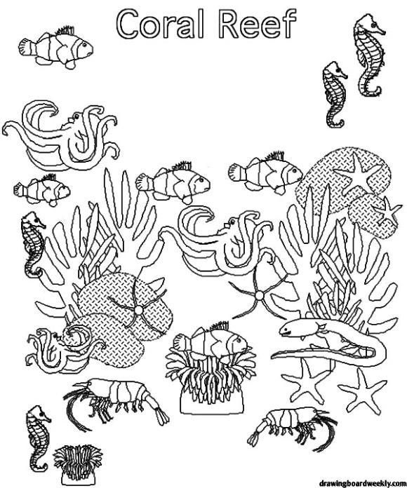 Coral reef coloring page coral reef ecosystem coral reef drawing coral reef