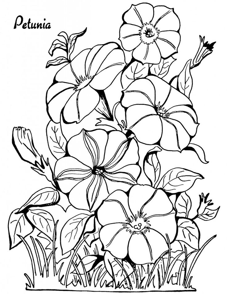 Floral coloring pages for adults