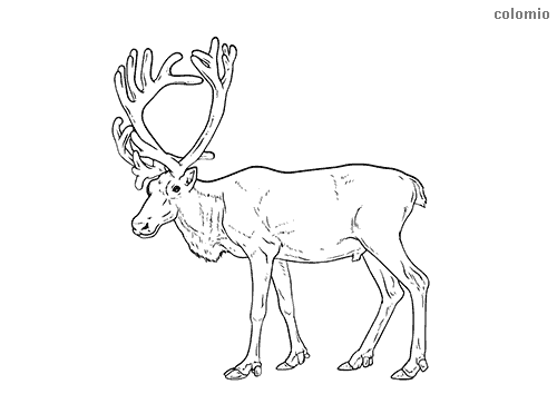 Reindeer coloring pages free printable reindeer coloring sheets