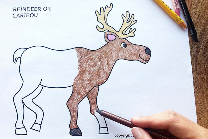 Caribou or reindeer free printable templates coloring pages