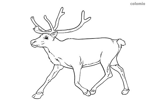 Reindeer coloring pages free printable reindeer coloring sheets