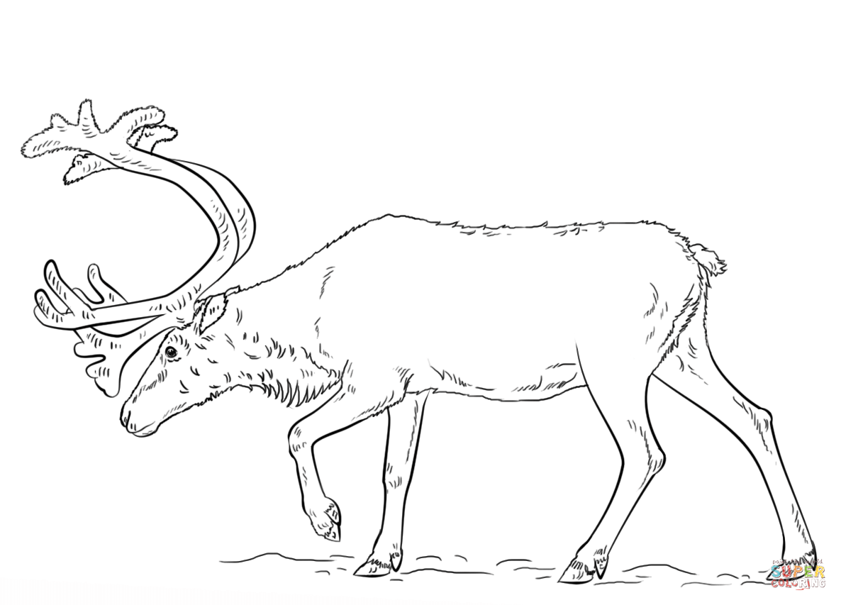 Swedish reindeer coloring page free printable coloring pages