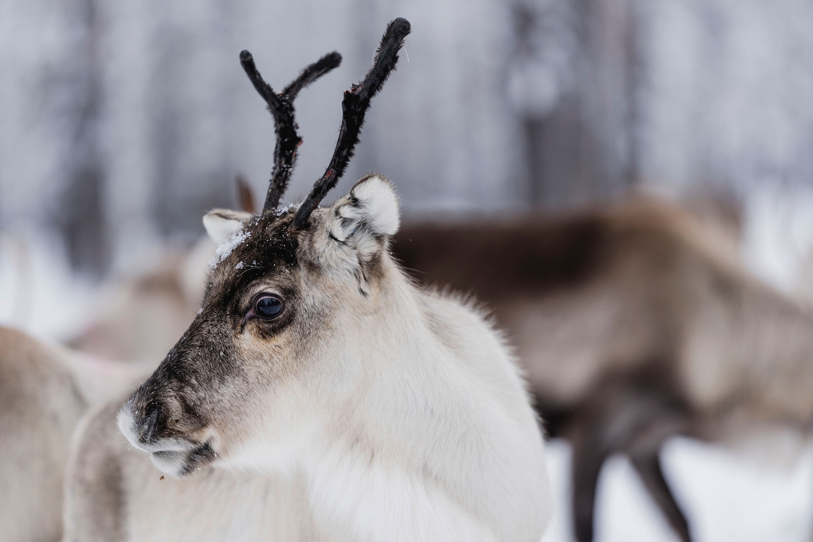 What color are reindeer eyes depends on the season