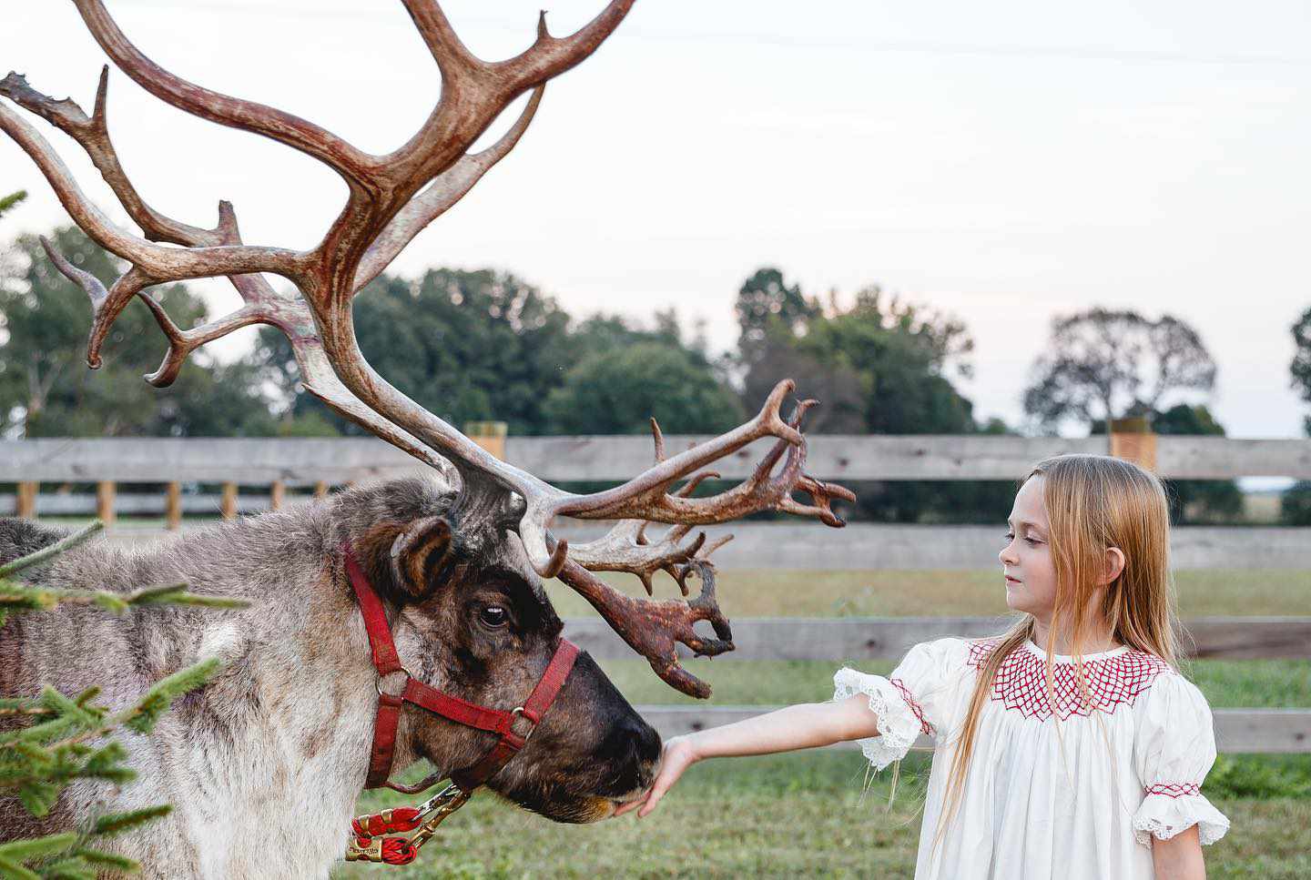 Get in the christmas spirit at this kentucky reindeer farm