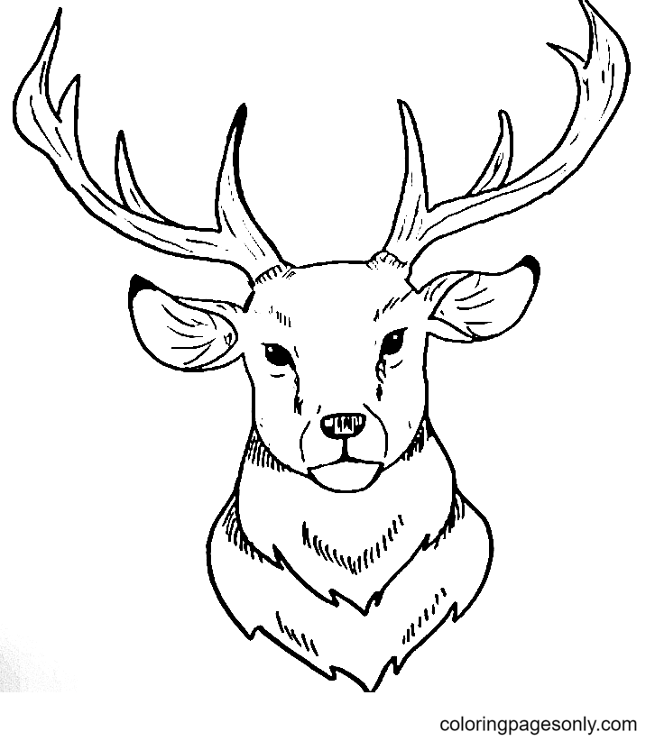 Deer coloring pages printable for free download