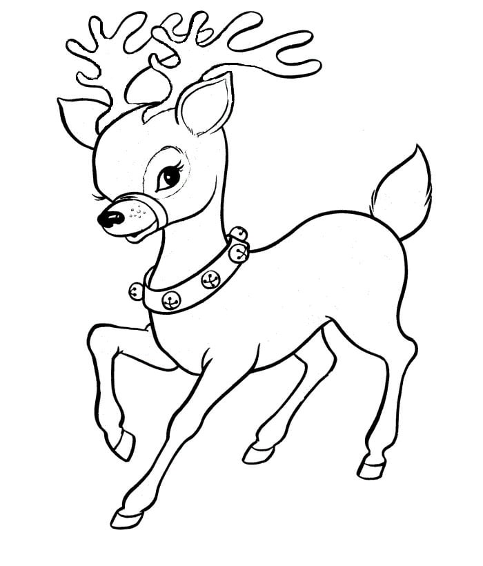 Reindeer