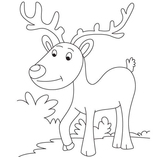 Reindeer