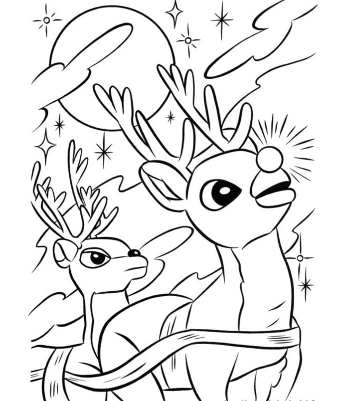 Reindeer