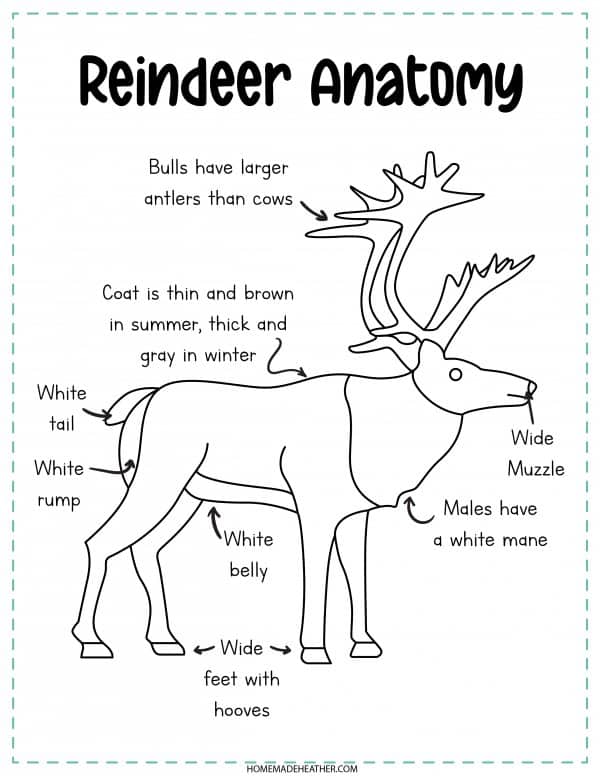 Free reindeer activity printables homemade heather