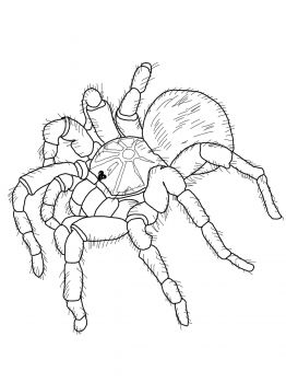 Goliath tarantula coloring page super coloring spider coloring page spider drawing coloring pages