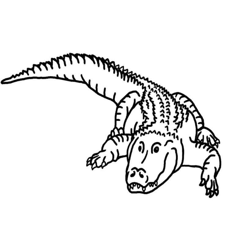 Free printable alligator coloring pages for kids shark coloring pages coloring pages for kids animal coloring pages