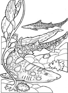 Shark week coloring ideas shark coloring pages shark coloring pages