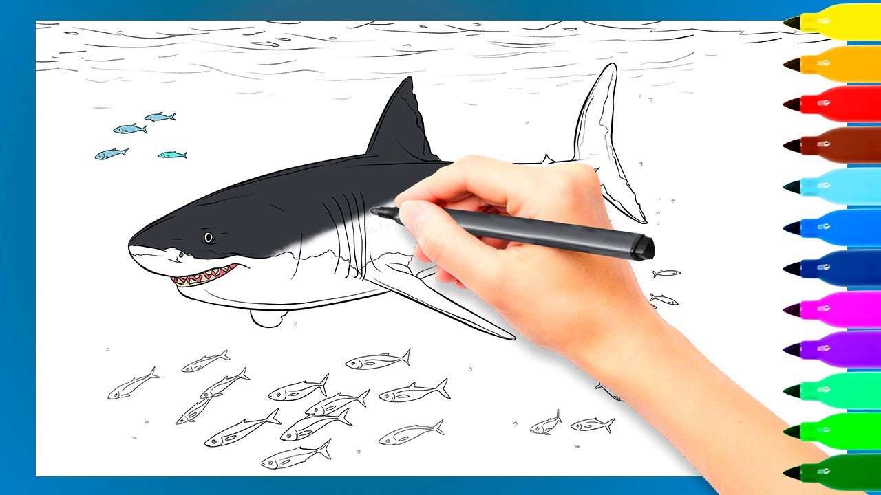 How to color a great white shark step by step