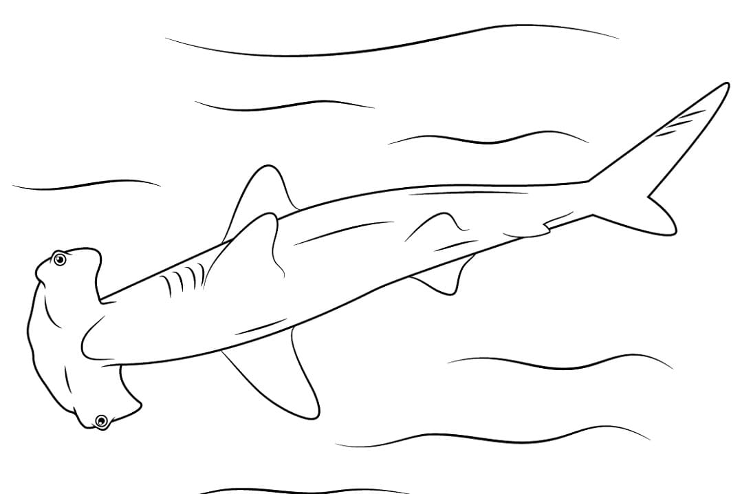 Hammerhead shark coloring book printable and online