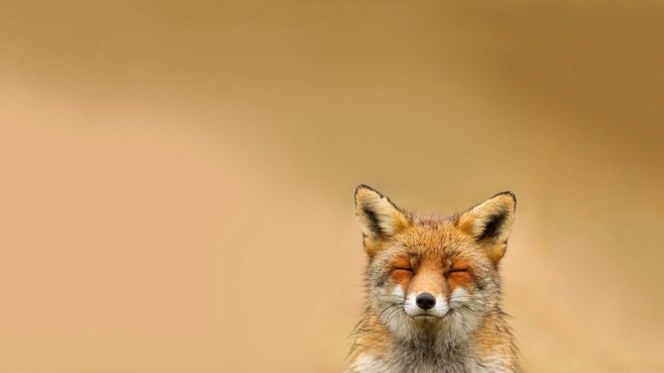 Happy animals relaxing fox hd wallpapers desktop and mobile images photos