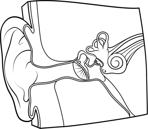 Ear anatomy coloring page free printable coloring pages