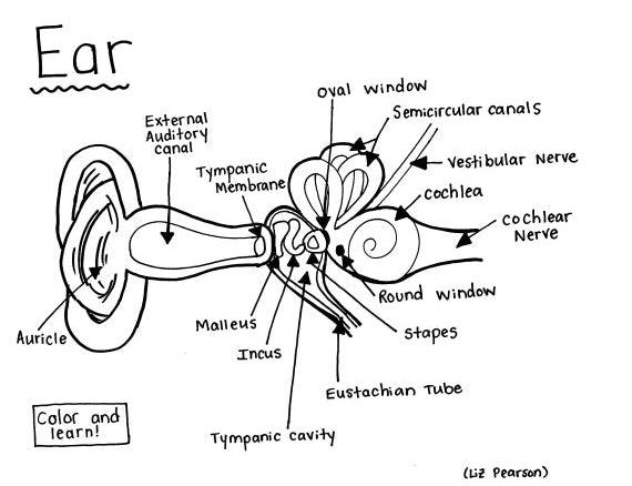 Ear