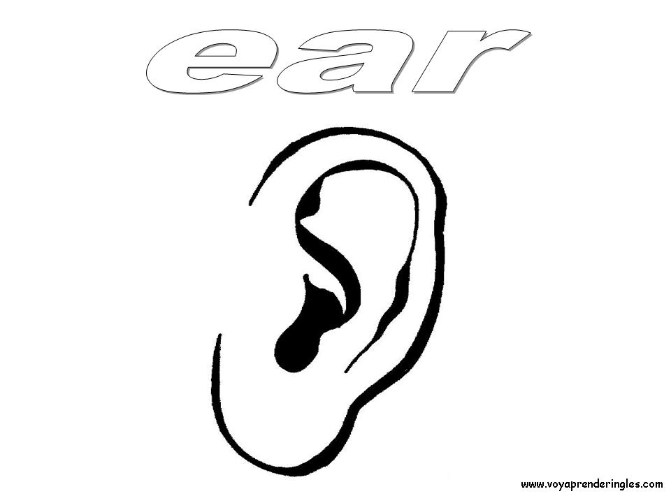 Ear