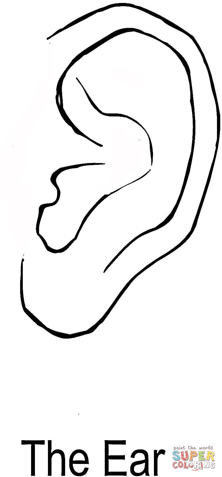 Free ears coloring pages download free ears coloring pages png images free cliparts on clipart library