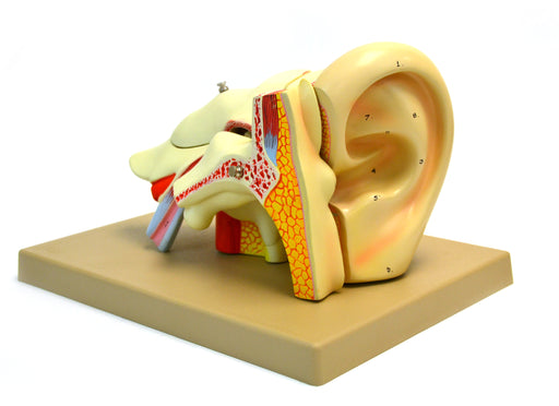 Ear