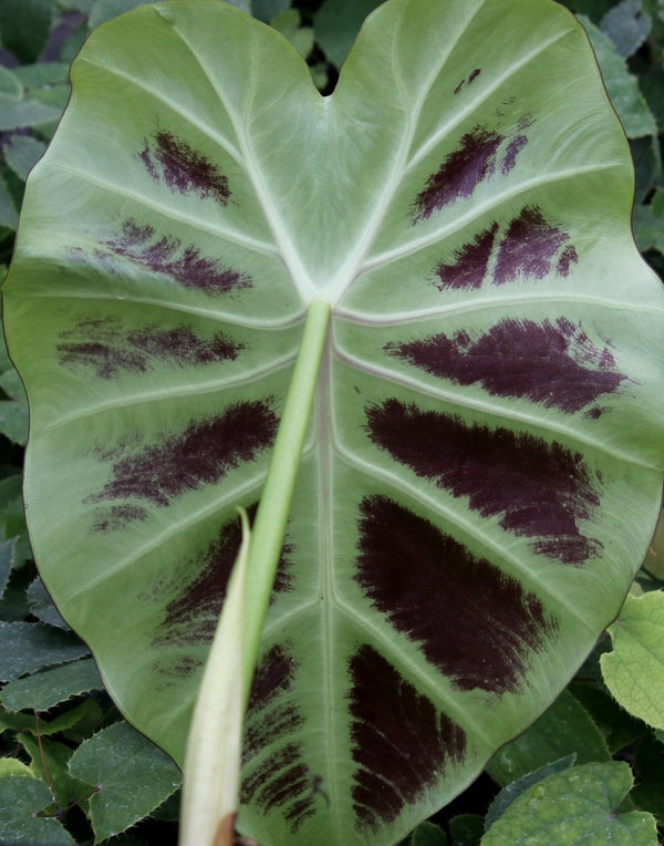 Learn about remusatia vivipara son la son la hitchhiker elephant ear perennial encyclopedia