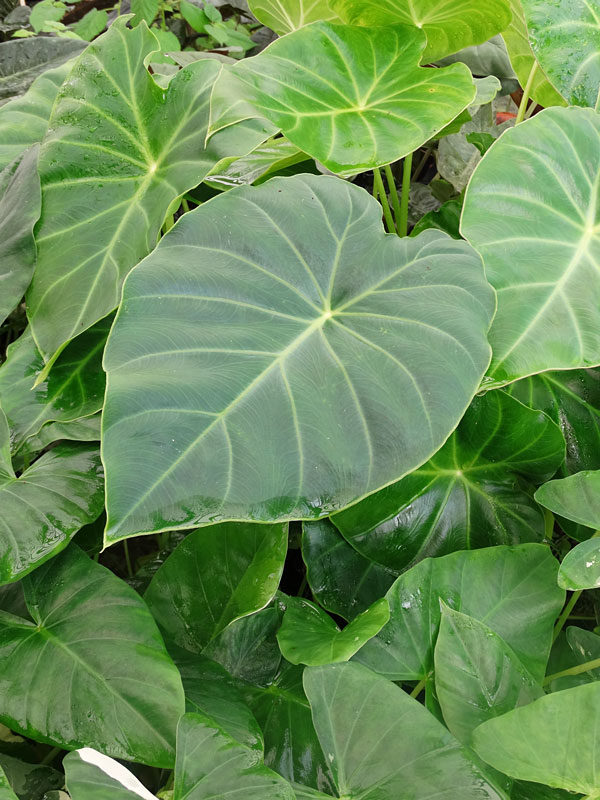 Remusatia vivipara hitchhiker elephant ear plant in â pot â kens philodendrons