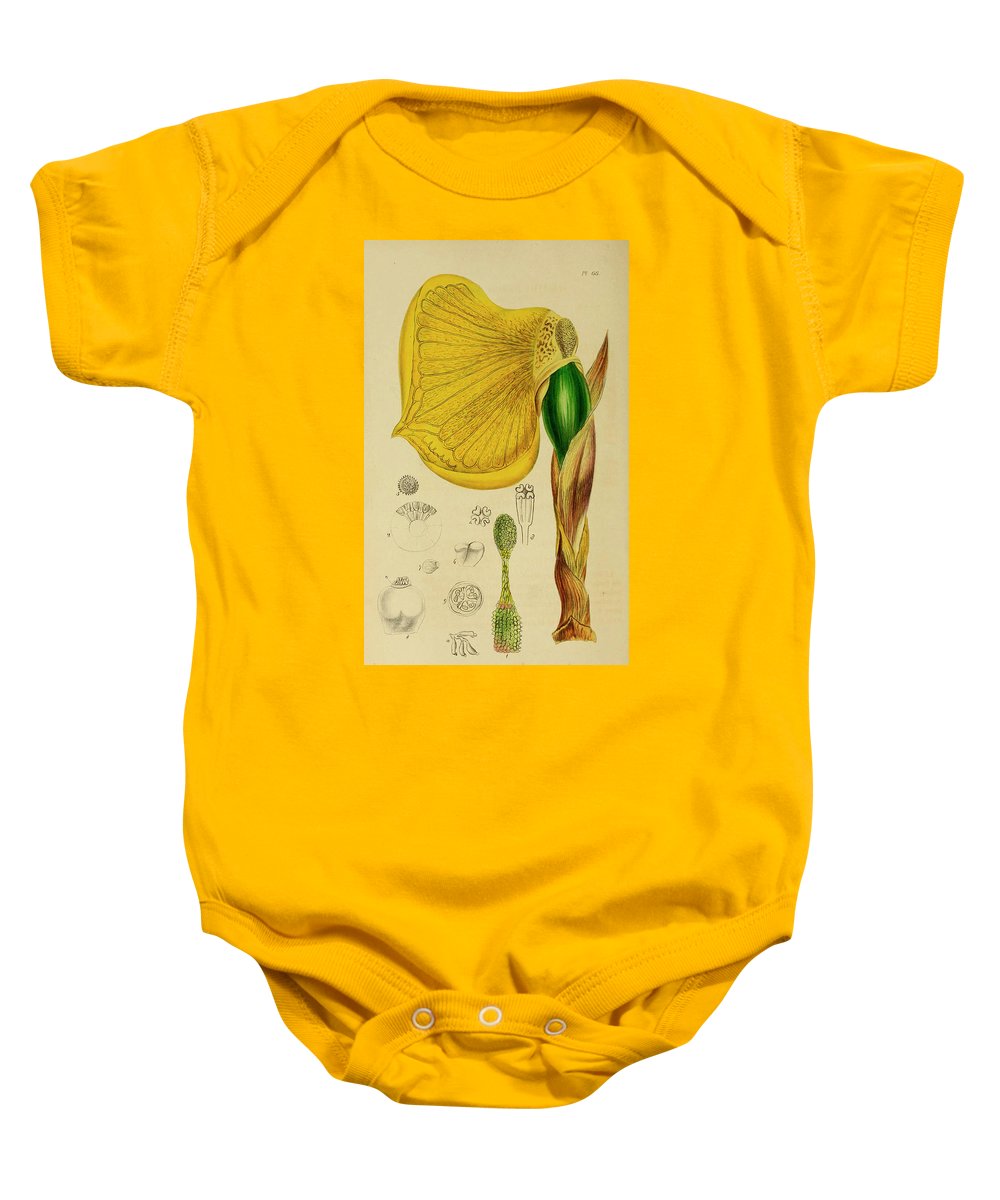 Remusatia vivipara xxx onesie by unknown