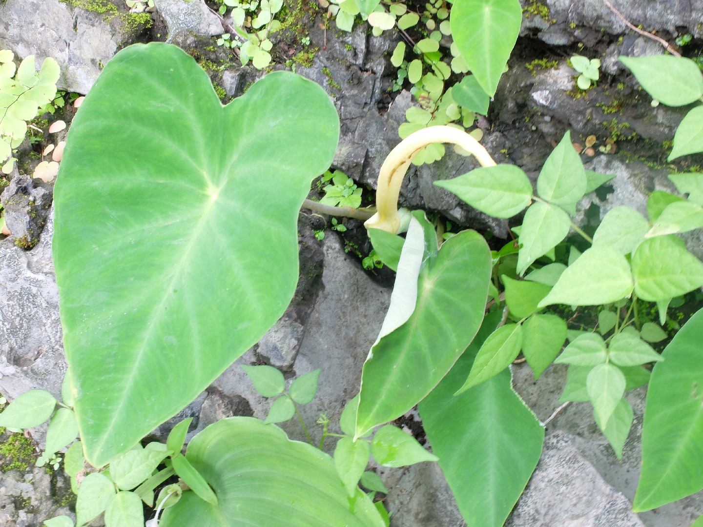 Hitchhiker elephant ear remusatia vivipara flower leaf care uses