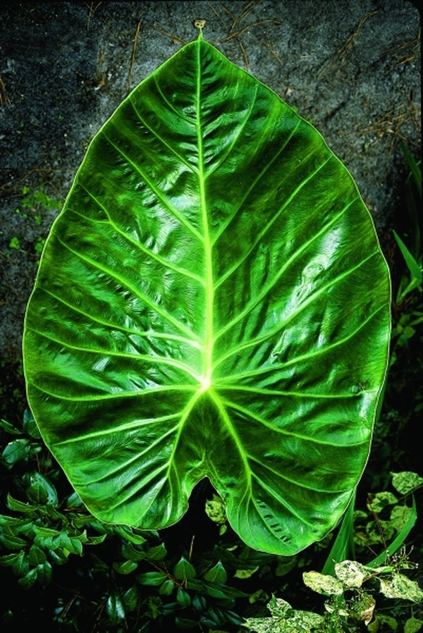 Learn about remusatia vivipara hitchhiker elephant ear perennial encyclopedia