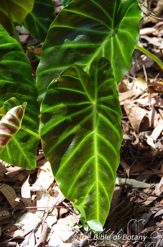 Plant descriptions â randia moorei â rytidosperma tenuius â the bible of botany